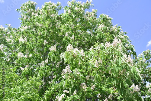 Blooming chestnut in the Friendship of Peoples Park. The widest point of the Volga River. Ulyanovsk (Simbirsk), Russia photo