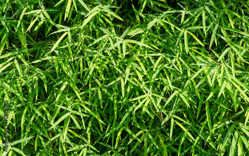 Bamboo green leaves after raining for natural computer background and wallpaper