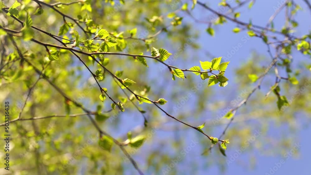 Blooming tree Birch on spring sunny day. The fresh green of young birch leaves on clear blue sky background. Natural background. The problem of allergy to birch blossoming. Selective focus Blooming tree Birch on spring sunny day. The fresh green of young birch leaves on clear blue sky background. Natural background. The problem of allergy to birch blossoming. Selective focus