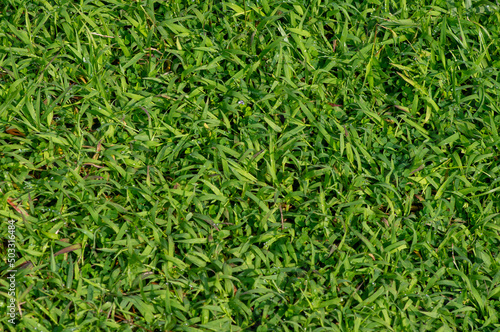 Green grass texture, top view of bright grass garden used for natural computer wallpaper and background