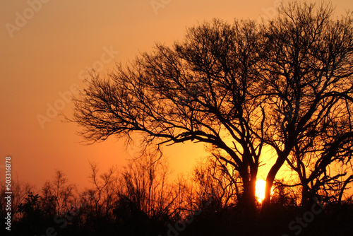 Fototapeta Naklejka Na Ścianę i Meble -  Sunset Kruger National park