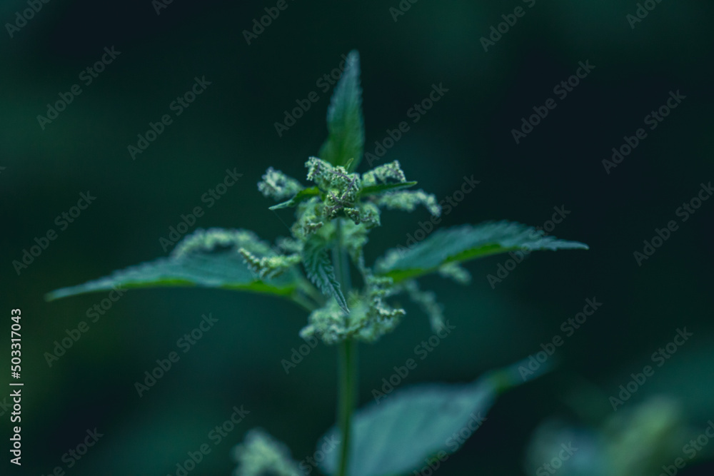 Stinging nettle, a common weed during the spring time Stinging nettle, a common weed during the spring time