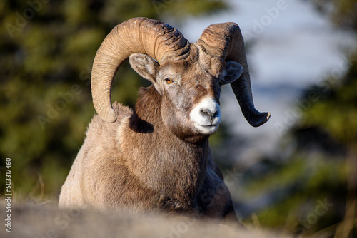 Close up of bighorn sheep ram resting  © dpep