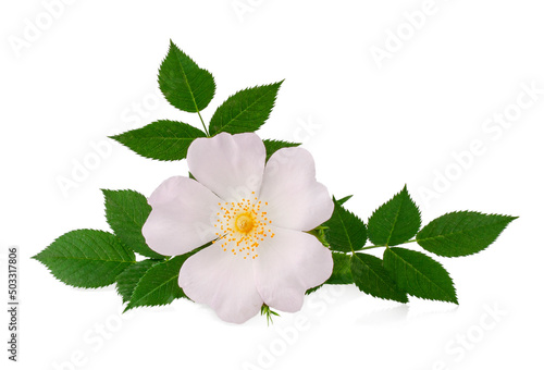 Branch of briar with flower isolated on a white background, top view