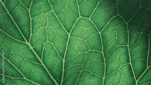 Billede på lærred Plant leaf closeup