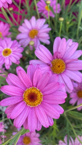 Argyranthemum frutescens  known as Paris daisy  marguerite or marguerite daisy a perennial plant known for its flowers