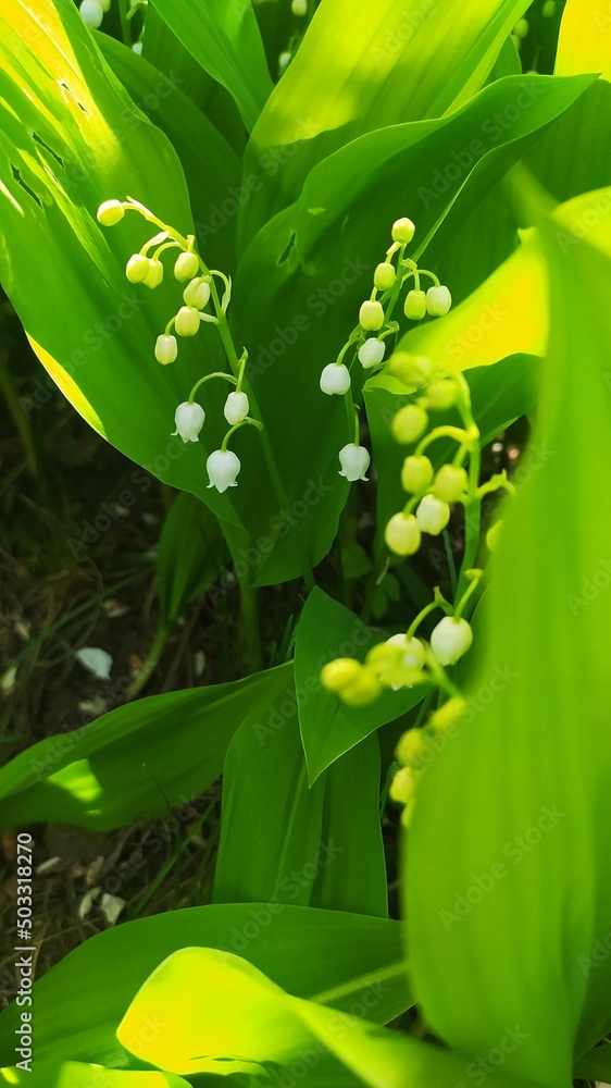 Obraz premium Внесение цветы4