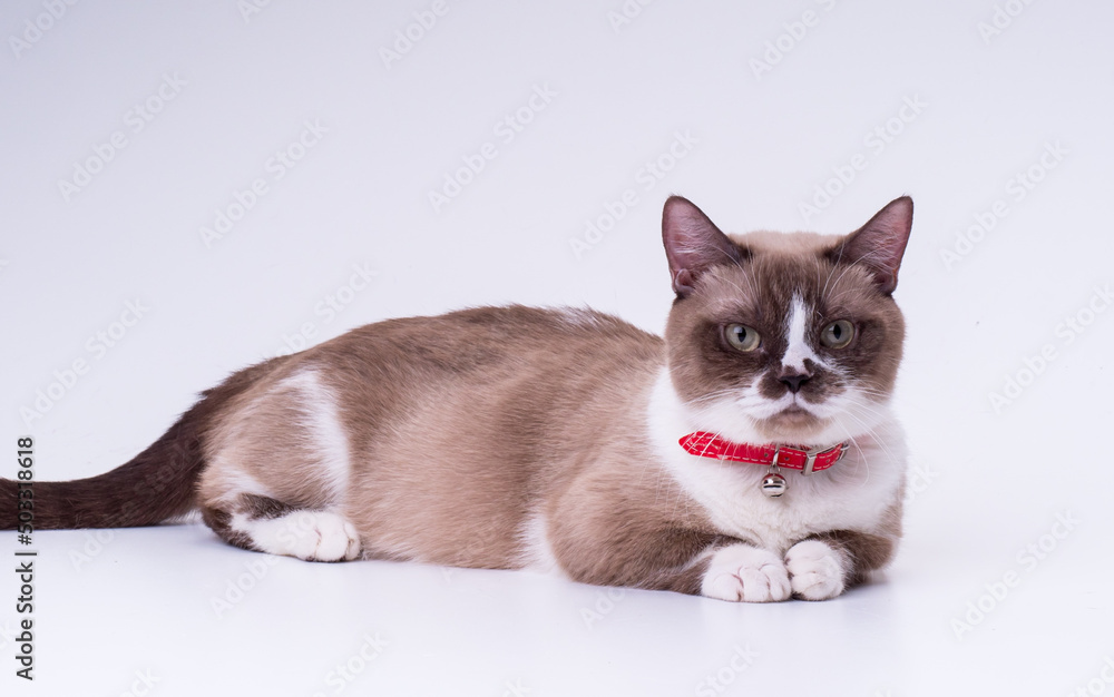 Spotted munchkin with short legs in a red collar looks at the camera while lying in the studio on a white background