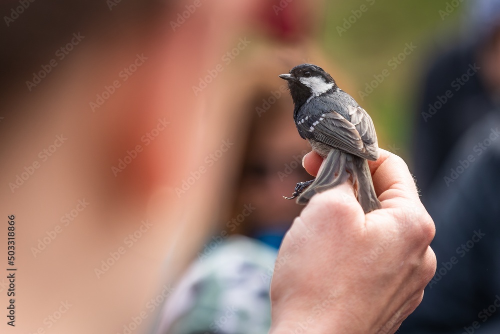 The coal tit, a small grey, black and white passerine bird being held in a hand. Blurry background and foreground.