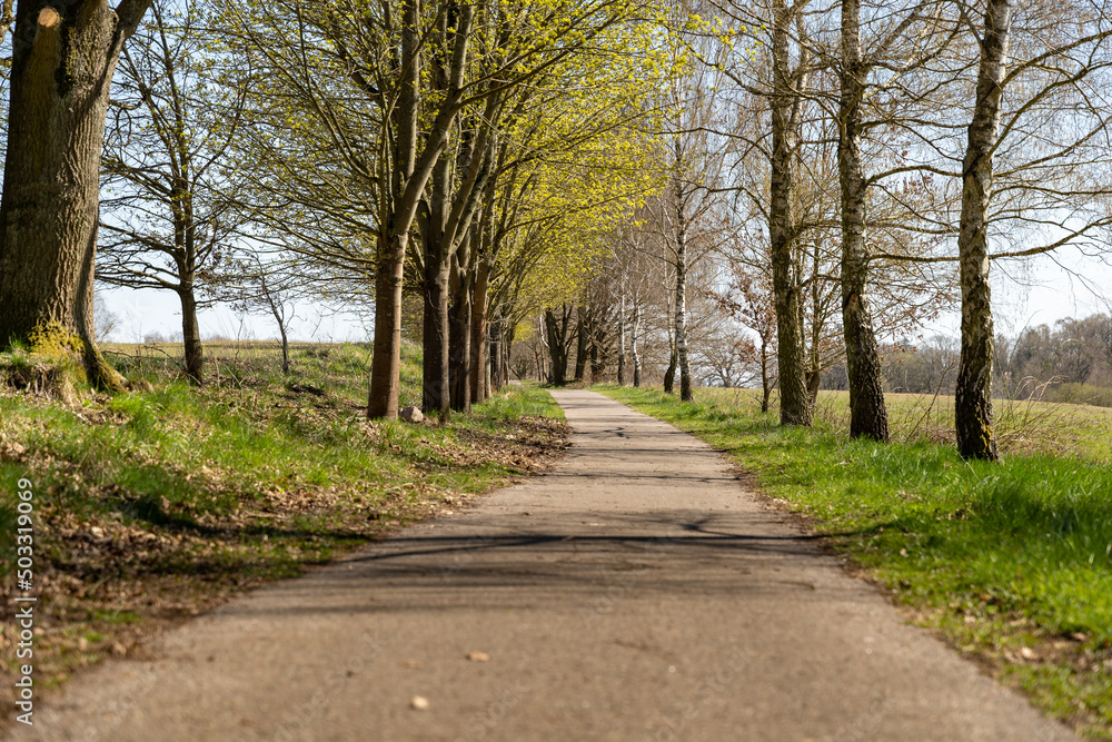 Asphalt road with trees on the sides. Rural landscape with a path in the nature. Idyllic scene in the environment during spring season.