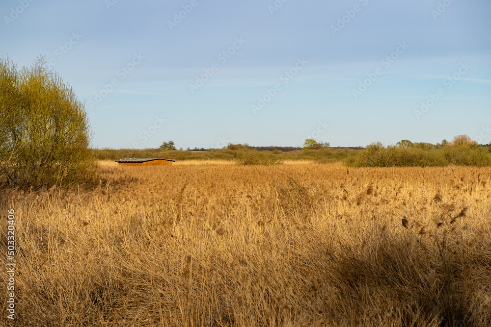 Natural landscape with dry grasses and a tree. The blue sky is smooth in this tranquil scenery. A wooden house is in the field. Golden plants in the countryside.