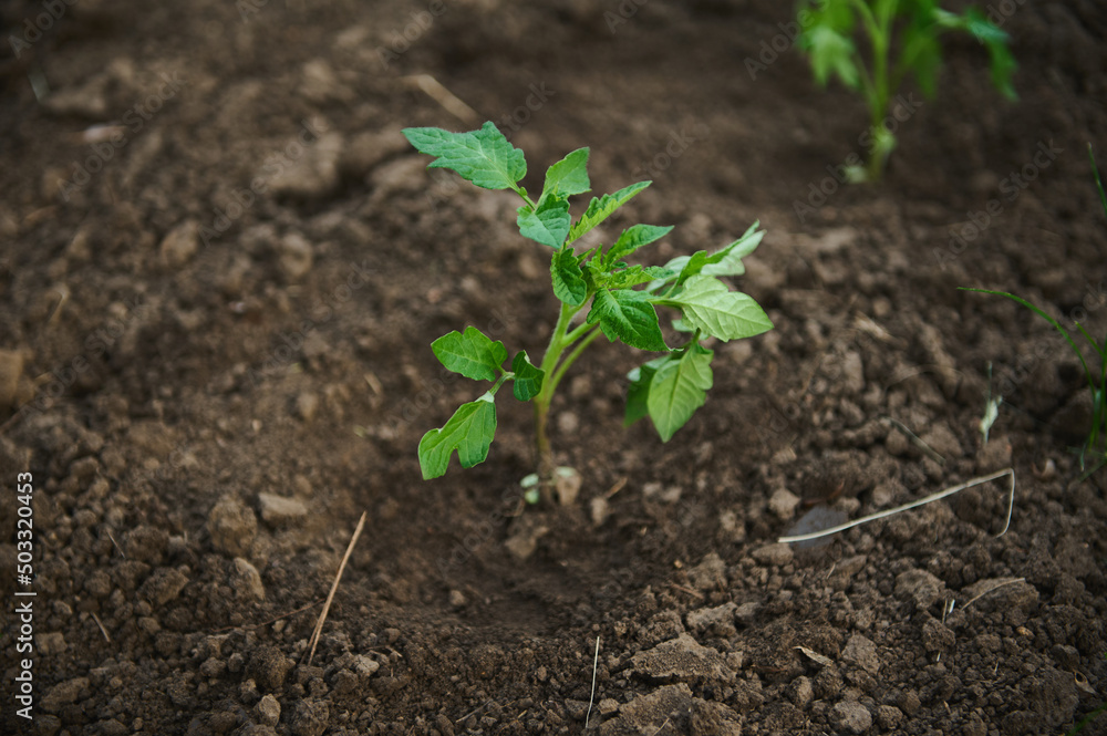 Tomato seedlings transplanted into a flower bed with black soil in open ground Tomato seedlings transplanted into a flower bed with black soil in open ground