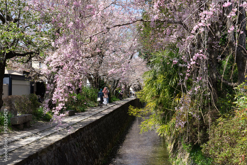 blossom in spring