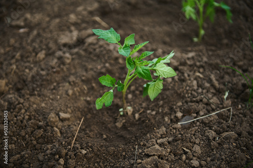 Tomato seedlings transplanted into a flower bed with black soil in open ground