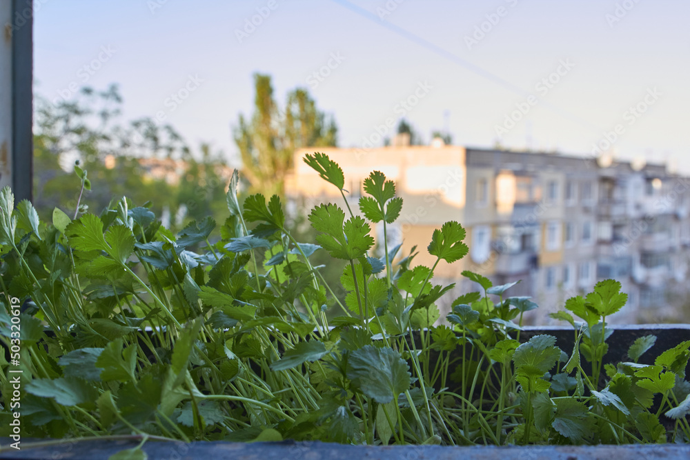 Fototapeta premium spring in the garden
