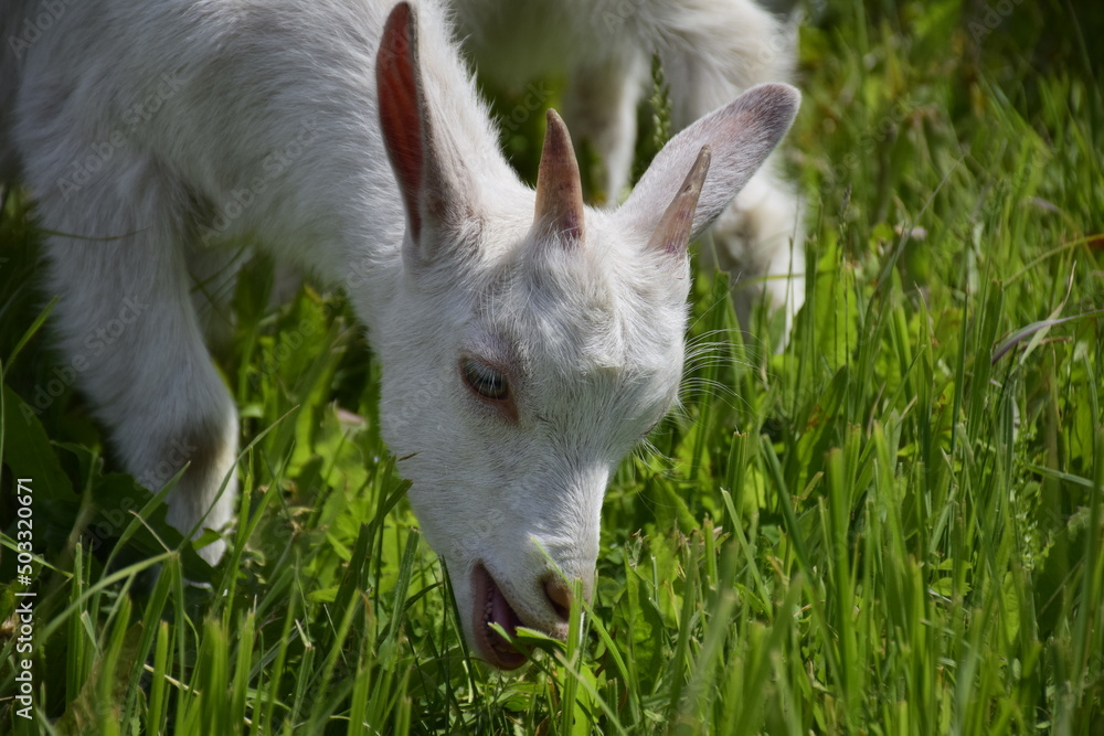 Obraz premium Portrait of a goat grazes in a meadow. Ulyanovsk Russia