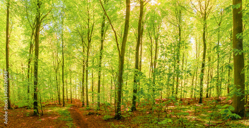 A beech tree forest in Denmark