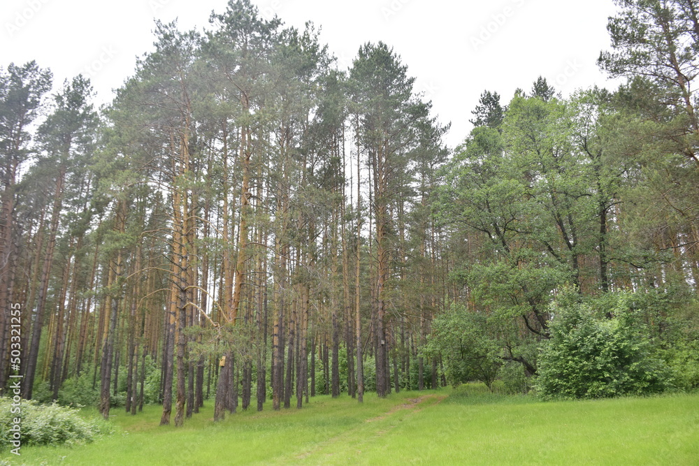 Obraz premium Spring Pine Forest, Ulyanovsk region Russia