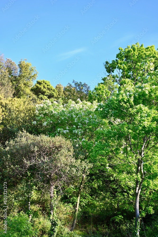 trees in the forest