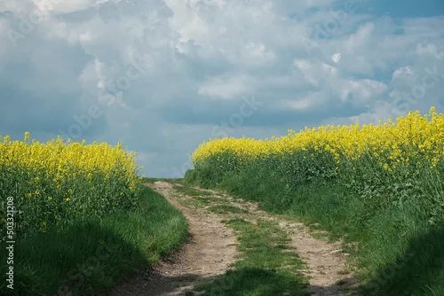 Obraz droga w rzepaku