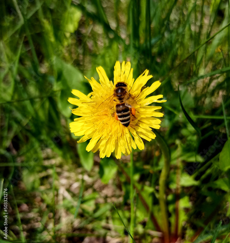 Wallpaper Mural A bee sits on a yellow dandelion on a green meadow in spring. A bee collects nectar from a flower Torontodigital.ca