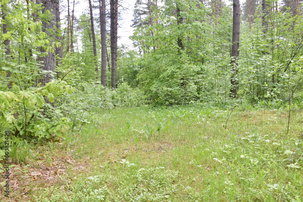Spring Pine Forest, Ulyanovsk region Russia Spring Pine Forest, Ulyanovsk region Russia