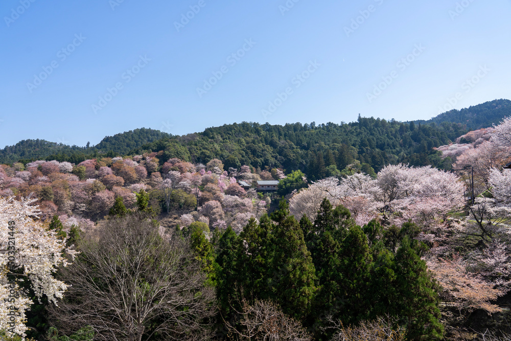 Naklejka premium lavender field in region