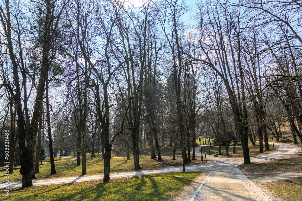 Trees of the Tivoli Park in Ljubljana