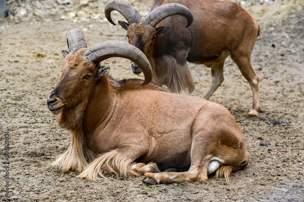 Fototapeta premium Portrait of barbary sheep