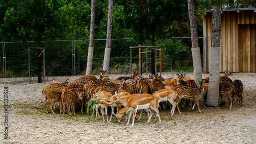 Pack of a Axis spotted chital deer