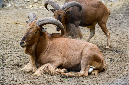 Portrait of barbary sheep