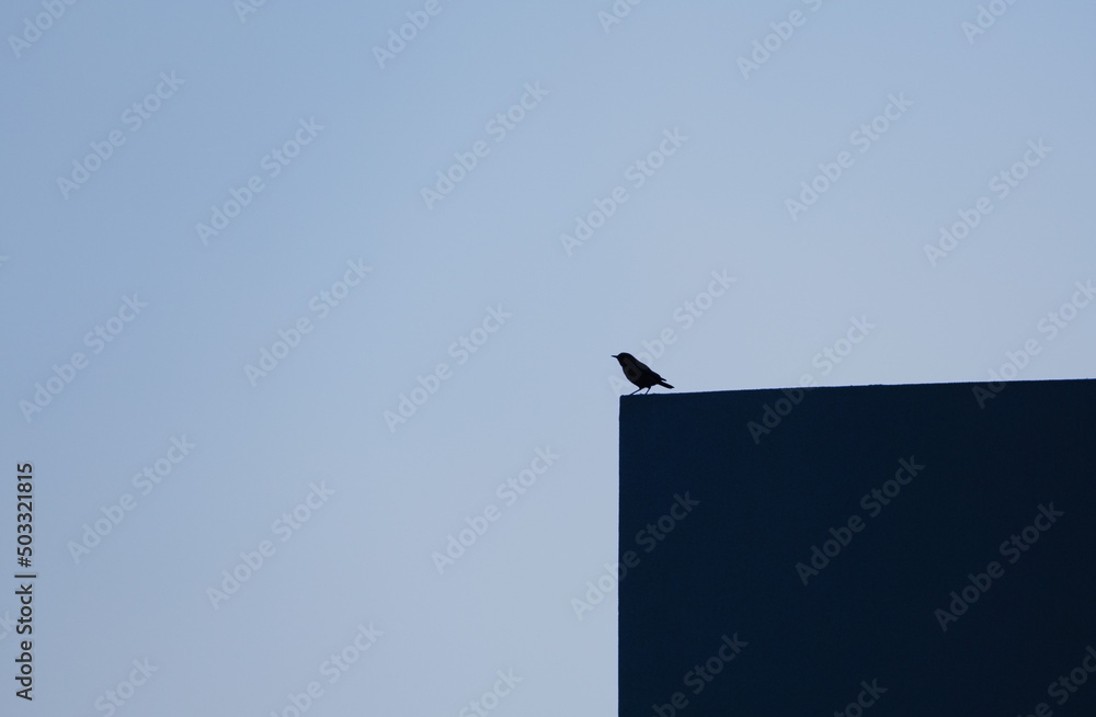 Little bird silhouette sitting on an edge at golden hour Little bird silhouette sitting on an edge at golden hour