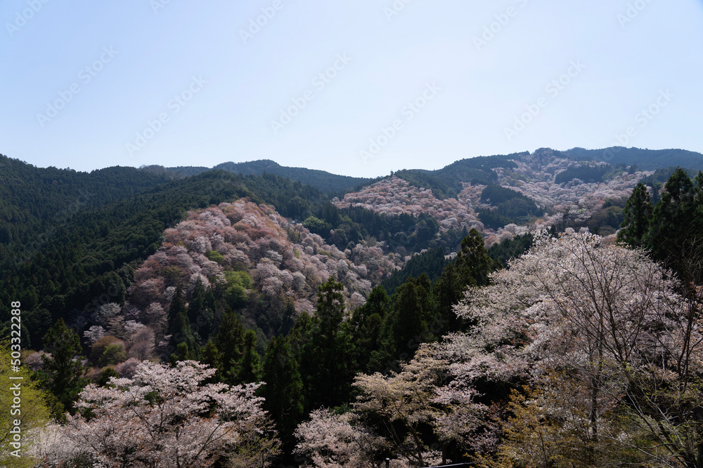 lavender field in region