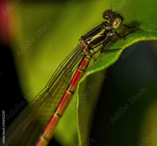Red dragonfly on green background on a summer day, macro, closeup