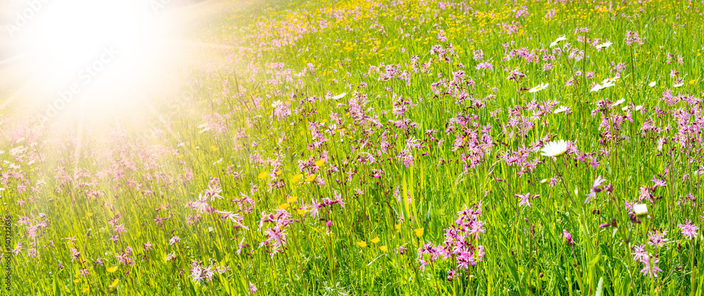 panoramic view to spring flowers in meadow with sunbeams