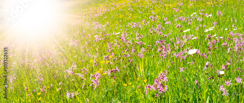Fototapeta Naklejka Na Ścianę i Meble -  panoramic view to spring flowers in meadow with sunbeams