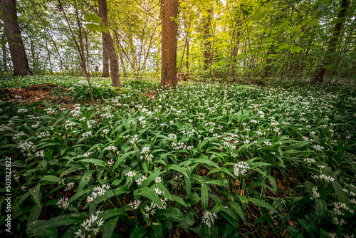Young wild wild garlic in the spring forest. Young sprouts with flowers of Allium ursinum, known as wild garlic, ramps, buckrams, bear leche or bear garlic. Wild edible plants in natural environment.