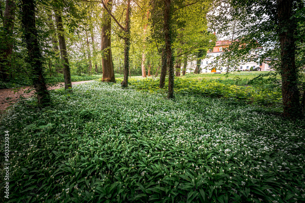 Young wild wild garlic in the spring forest. Young sprouts with flowers of Allium ursinum, known as wild garlic, ramps, buckrams, bear leche or bear garlic. Wild edible plants in natural environment. Young wild wild garlic in the spring forest. Young sprouts with flowers of Allium ursinum, known as wild garlic, ramps, buckrams, bear leche or bear garlic. Wild edible plants in natural environment.