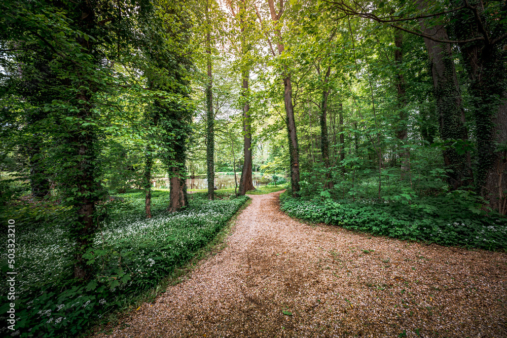 Fototapeta premium Young wild wild garlic in the spring forest. Young sprouts with flowers of Allium ursinum, known as wild garlic, ramps, buckrams, bear leche or bear garlic. Wild edible plants in natural environment.