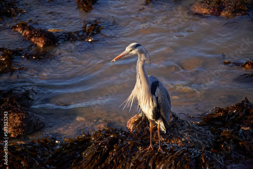 Grey heron (ardea cinerea) at the Irish coast  photo