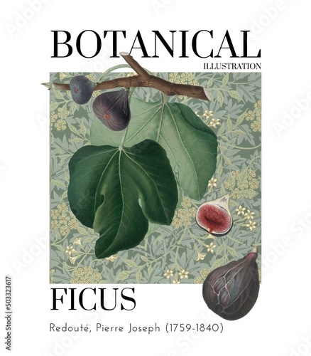 Ficus Fig Botanical Illustration Poster photo