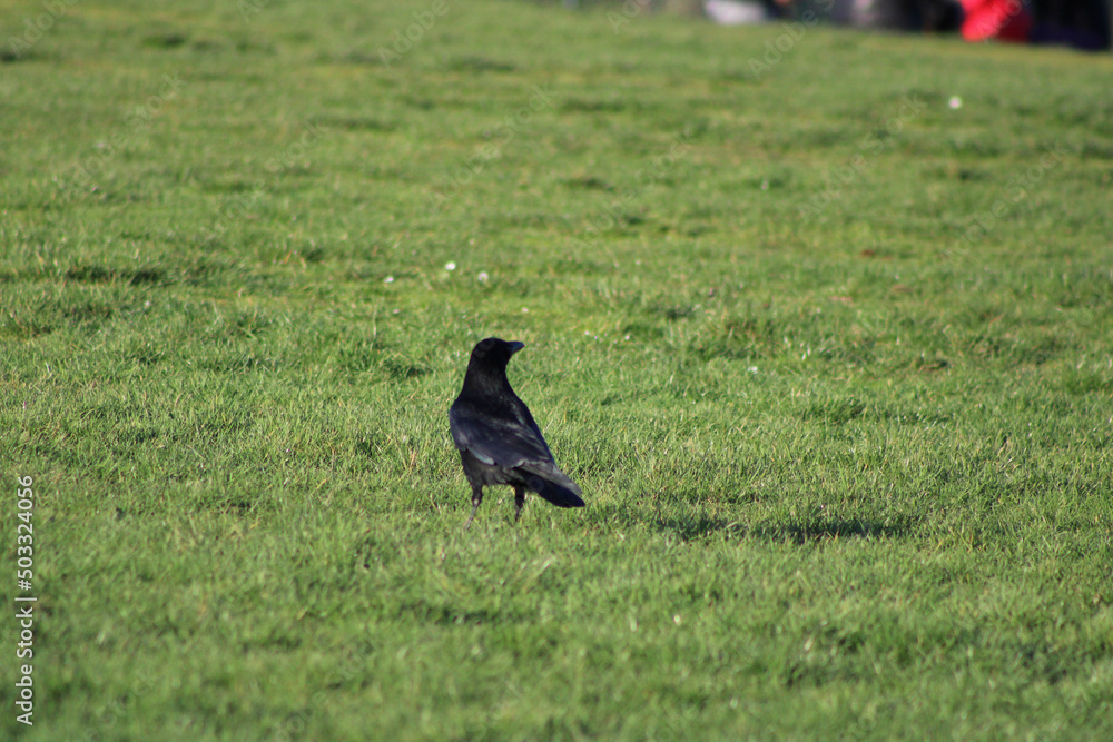 Obraz premium crow on the grass
