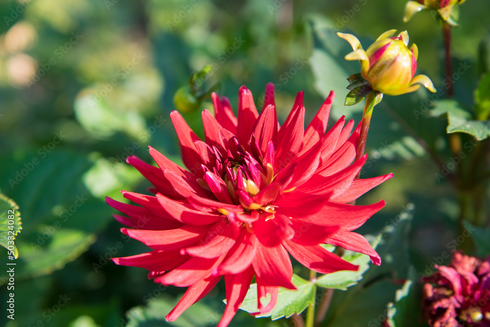 Colorful dahlia flower closeup against green Colorful dahlia flower closeup against green