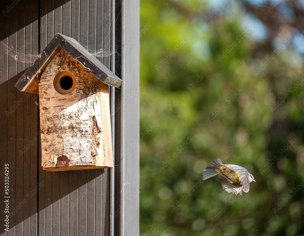 Naklejka premium Pair of blue tits photographed on a bird house in a suburban garden in spring in London UK.