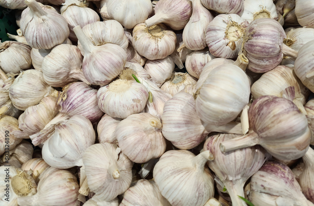 Bunch of fresh garlic closeup. Useful properties of garlic Bunch of fresh garlic closeup. Useful properties of garlic