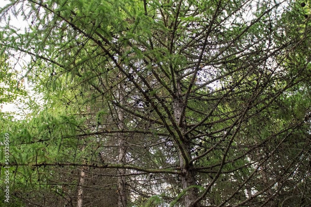 Green forest, panoramic view. Beautiful summer day in woods. Green forest, panoramic view. Beautiful summer day in woods.