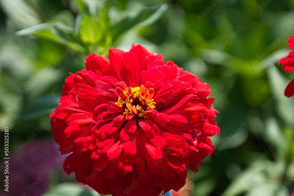 Beautiful red flowers Marigolds, Aster family against a background of green leaves, in summer. Beautiful red flowers Marigolds, Aster family against a background of green leaves, in summer.