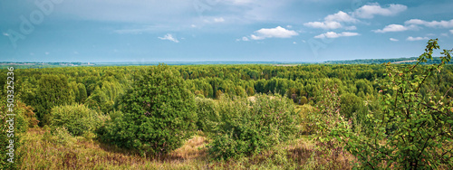 forest summer landscape