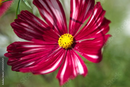 A wonderful red flower in a garden. Some red dahlia. Red flowers.