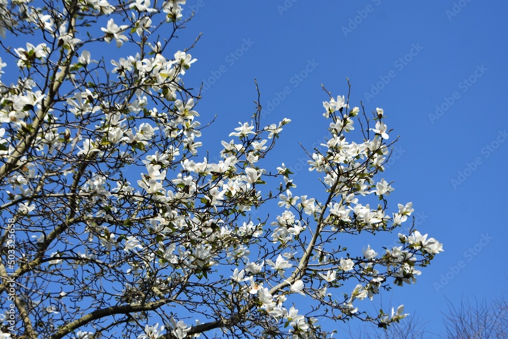 Branches with white flowers of Magnolia x Soulangeana Alba Superba, against blue sky. Branches with white flowers of Magnolia x Soulangeana Alba Superba, against blue sky.